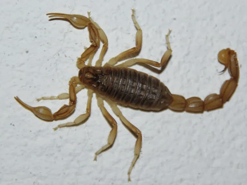 Alacranes en Los Mochis