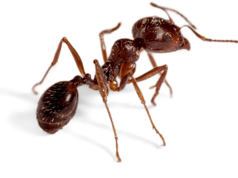 Hormigas en Los Mochis