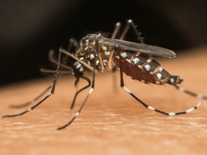 Mosquitos en Los Mochis